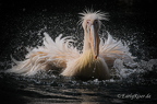 'Wilde Tiere' in Garten, Wald und Zoo