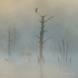 Schwenninger Moos, landscape in the morning mist