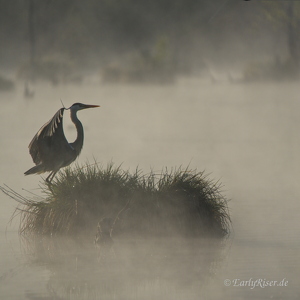 Schwenninger Moos, Landschaft im Morgennebel