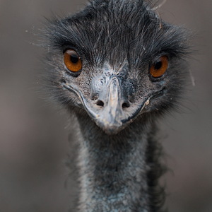 'Wilde Tiere' in Garten, Wald und Zoo