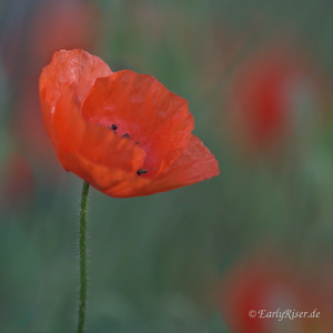 Pflanzen, keineswegs langweilig