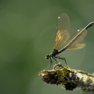 'Wilde Tiere' in Garten, Wald und Zoo