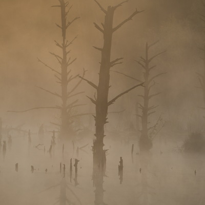 Schwenninger Moos, Landschaft im Morgennebel
