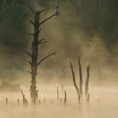 Schwenninger Moos, Landschaft im Morgennebel