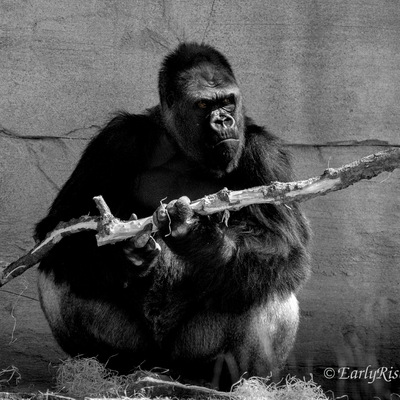 'Wilde Tiere' in Garten, Wald und Zoo