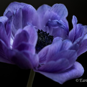 Pflanzen, keineswegs langweilig