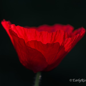 Pflanzen, keineswegs langweilig