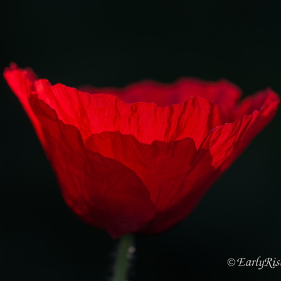 Pflanzen, keineswegs langweilig