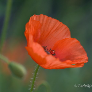 Pflanzen, keineswegs langweilig