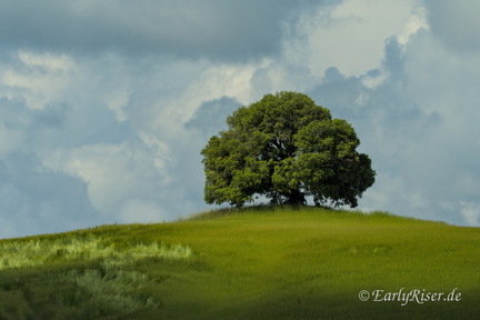 MK 230606 095613 Landscape Trees Tuscany San-Giovanni-d-Asso Italy