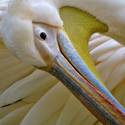 'Wilde Tiere' in Garten, Wald und Zoo