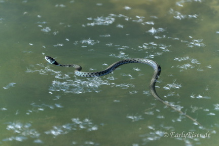 MK 230910 152559 Animals Amphibians--Reptiles