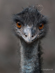 MK 230913 154506 Animals Birds