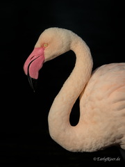 MK 231006 084225 Animals Birds Wilhelma Stuttgart