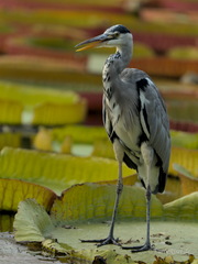 MK 231006 152602 Animals Birds Wilhelma Stuttgart Heron