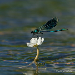 MK 250705 174818 Animals Insects--Spiders Places Germany Donau Dragonflies