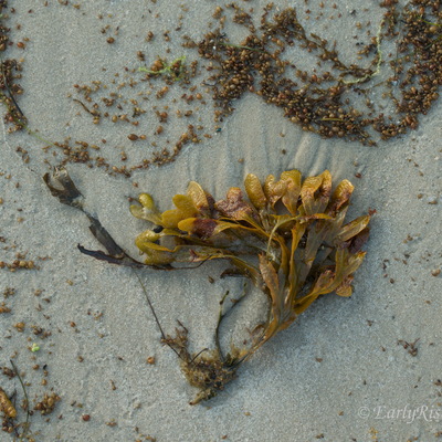 Sylt, Deutschlands schönster Sandhaufen