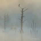 Schwenninger Moos, landscape in the morning mist