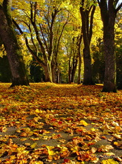MK 170307 212248 Landscape Trees
