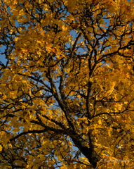 MK 201019 165545 Landscape Trees