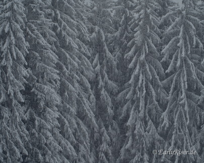 MK 210106 112536 Landscape Trees