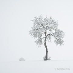 MK 210114 122625 Landscape Trees