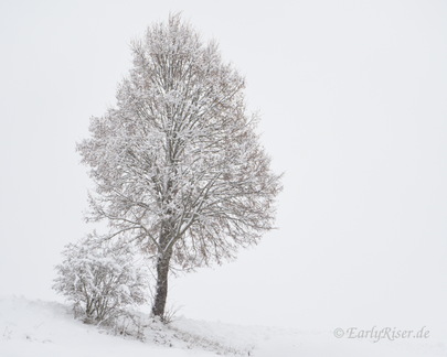 MK 210114 123822 Landscape Trees