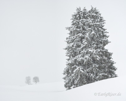 MK 210114 123858 Landscape Trees