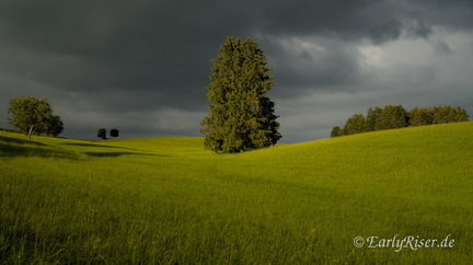 MK 210625 194307 Landscape Trees
