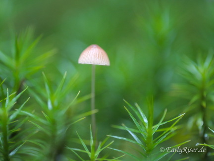 MK 231101 114406 Landscape Plants