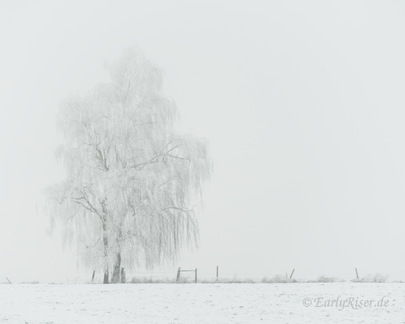 MK 241227 154137 Landscapes Trees