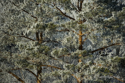 MK 241230 111216 Landscapes Trees