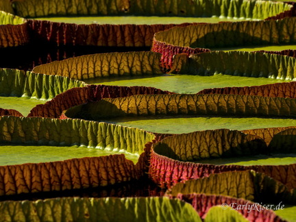 MK 231006 102330 Plants