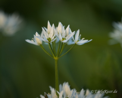 MK 250510 182826 Plants